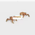 Two Brown Spotted Toads in Natural Posture on White Background