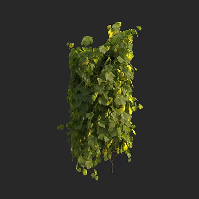 Lush Green Vine With Hanging Leaves And Natural Growth Pattern 3d model