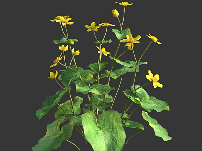 Vibrant Yellow Flowers With Lush Green Leaves Growing In Fresh Natural Environment 3d model