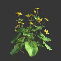 Vibrant Yellow Flowers With Lush Green Leaves Growing In Fresh Natural Environment