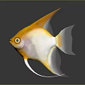 Orange and white angelfish with long fins swimming in dark background with reflection
