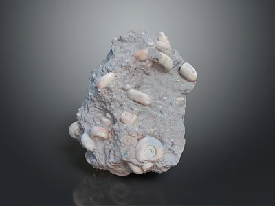 conch bone snail field snail shellfish marine animal fish freshwater fish marine fish animal 3d model