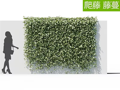 Climbing Vines Covering White Wall as Lush Green Vertical Garden with Person Silhouette 3d model