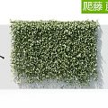 Climbing Vines Covering White Wall as Lush Green Vertical Garden with Person Silhouette