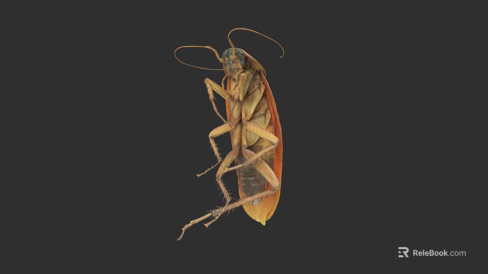 Close Up View Of Brown Cockroach With Long Antennae And Legs 3d model 