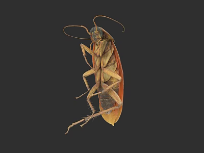 Close Up View Of Brown Cockroach With Long Antennae And Legs 3d model