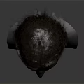 Detailed 3D Head Model With Brown Hair And Visible Facial Organs