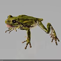 Vibrant Green Frog With Brown Markings And Long Legs On Reflective Dark Surface