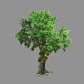 Lush Arbor With Green Leaves And Ripe Hanging Fruits On Strong Trunk
