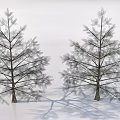Two Tall Trees with Lush Branches Dense Green Leaves and Natural Growth Form