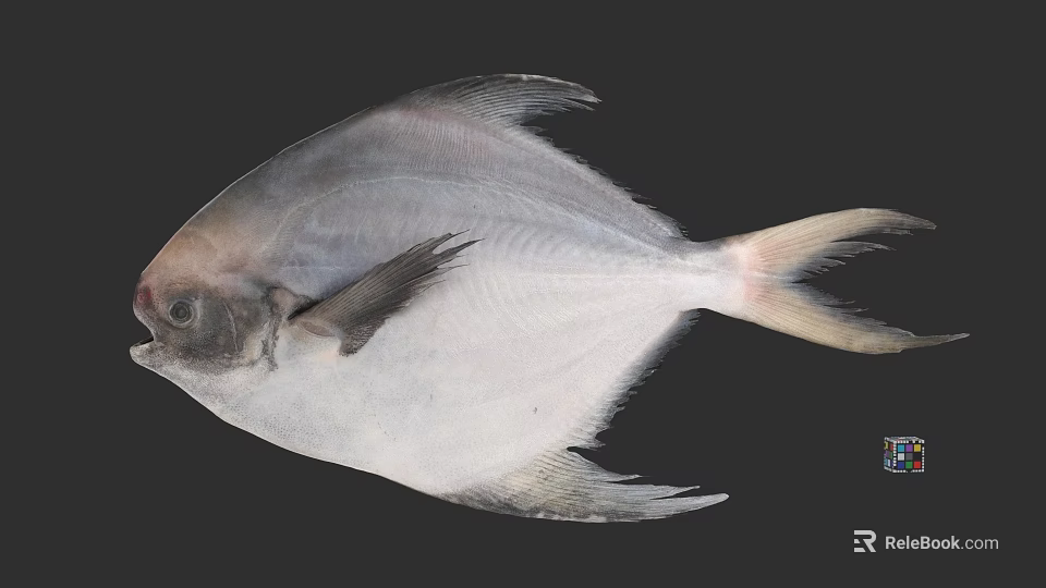 Silver White Aquatic Fish With Flat Body Open Mouth And Fins Isolated On Black 3d model 