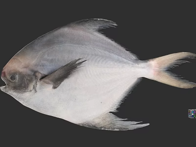 Silver White Aquatic Fish With Flat Body Open Mouth And Fins Isolated On Black 3d model