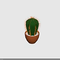 Green Cactus Plant with Yellow Spines in Brown Pot and White Pebbles