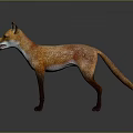 Standing Red Fox with Orange and White Fur 3D Rendered Isolated on Gray Background