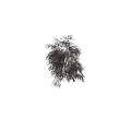 Elegant Ornamental Tree With Lush Red Purple Foliage And Human Figure For Scale
