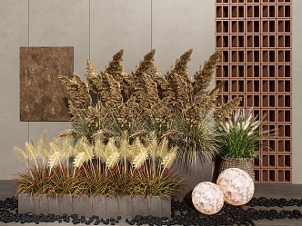 Reed plant flower box wheat spike Pennisetum plant combination 3d model