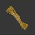 Realistic Anatomical Bone Structure With Natural Brown Texture And Surface Details