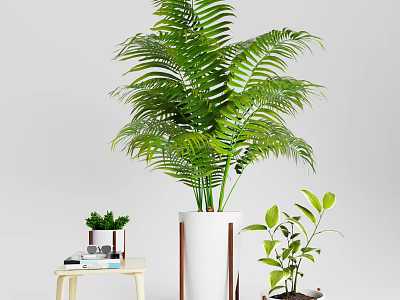 Bonsai Potted Plants with Lush Green Leaves in White Ceramic Pots for Indoor Home Decor 3d model