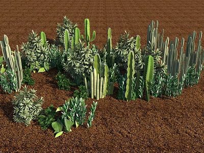 Various Cactus And Succulent Plants In Garden Landscape With Brown Soil 3d model