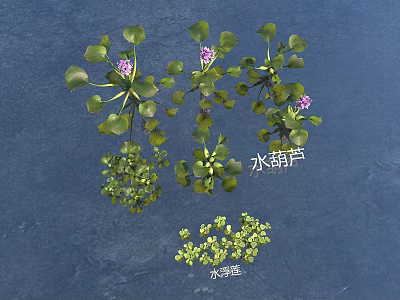 Aquatic Plants Water Hyacinth And Water Duckweed With Green Leaves And Purple Flowers 3d model