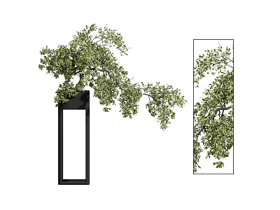 Elegant Bonsai Plant in Black Rectangular Pot with Lush Green Foliage 3d model