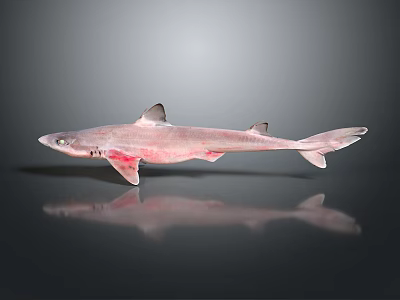 Realistic Shark Model With Detailed Fins Smooth Body And Reflective Surface 3d model