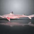 Realistic Shark Model With Detailed Fins Smooth Body And Reflective Surface