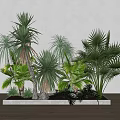 Diverse Green Plants Including Palms And Yuccas In Rectangular Concrete Planter On Wooden Floor
