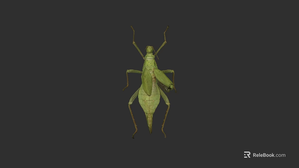 Green Praying Mantis Isolated on Dark Background with Detailed Body Structure 3d model