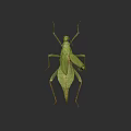Green Praying Mantis Isolated on Dark Background with Detailed Body Structure 3d model