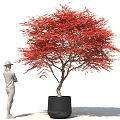 Bonsai Plant With Red Leaves In Black Pot And Person Standing Beside