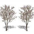 Modern Peach Tree Peach Blossom Peach Tree 3d model