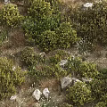 Lush Green Plants And White Flowers In Natural Rocky Garden Setting