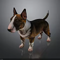 Brown And White Bull Terrier With Erect Ears Standing On Shiny Dark Floor