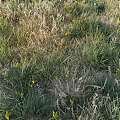 Wildflowers And Green Grass Growing In Natural Outdoor Field With Yellow Blooms