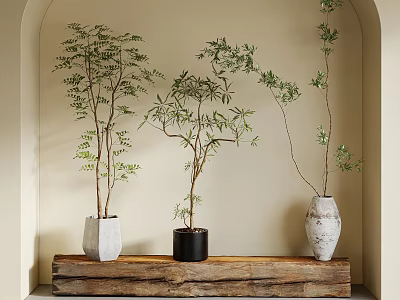 Potted Bonsai Trees on Wooden Plank with Various Pots in Arched Niche 3d model