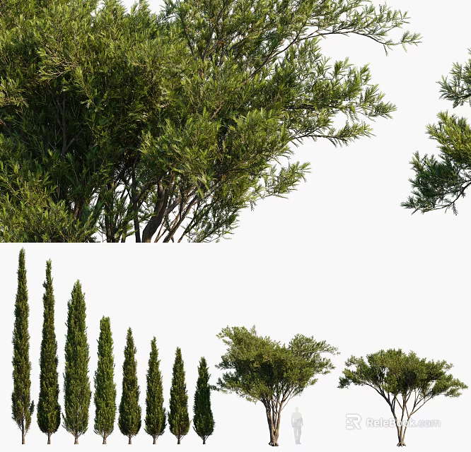Rows Of Cypress And Arbor Trees With Lush Foliage And Tall Trunks 3d model 