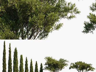 Rows Of Cypress And Arbor Trees With Lush Foliage And Tall Trunks 3d model