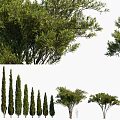 Rows Of Cypress And Arbor Trees With Lush Foliage And Tall Trunks