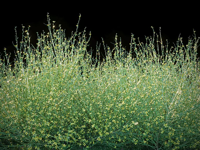 Dense Green Flowering Bush With Small Yellow Blooms In Natural Setting 3d model