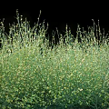 Dense Green Flowering Bush With Small Yellow Blooms In Natural Setting