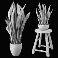 Potted Plants With Long Striped Leaves In Textured White And Black Pots On Wooden Stool