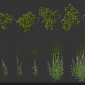 Various Green Plants Including Shrubs And Herbaceous Species Arranged On Dark Background