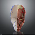 3D Rendering of Human Head Anatomy Showing Brain Muscles and Blood Vessels