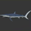 Blue Shark With Shiny Body Swimming In Dark Background With Reflection