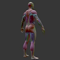 Medical Device 3D Human Muscle Anatomy Detailed Anatomical Model Visualization 3d model
