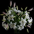 Beautiful White Blooming Lilies in Transparent Glass Vase on Black Background
