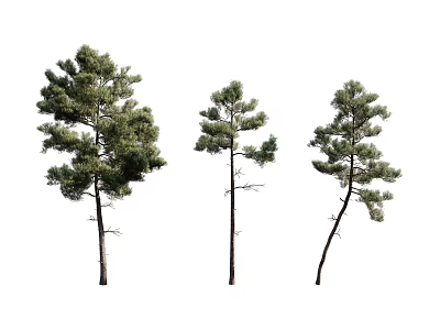 Three Pine Trees With Various Forms Green Foliage And Upright Slightly Curved Trunks 3d model