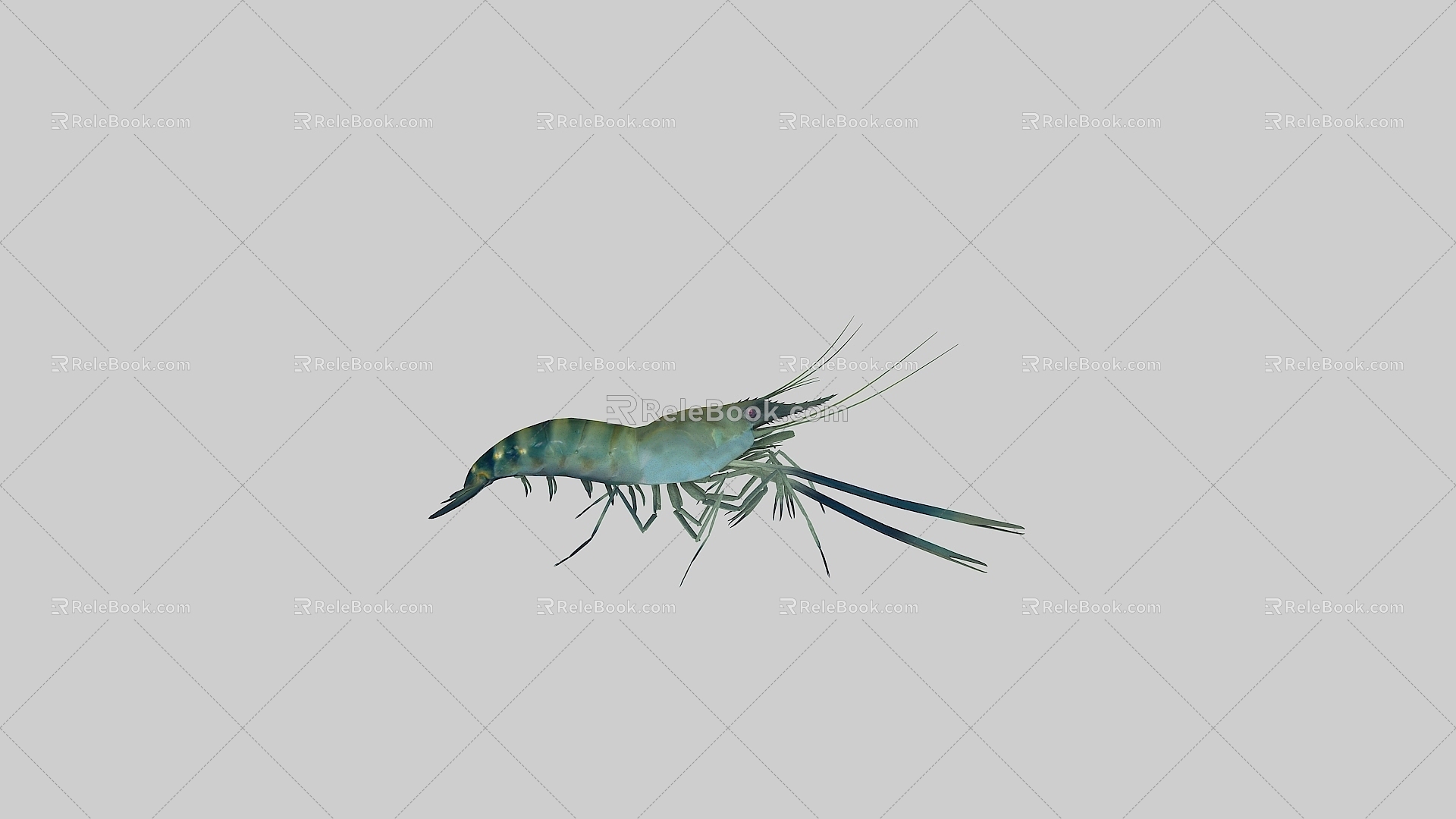 Sea Shrimp Green Shrimp Prawn River Shrimp 3d model