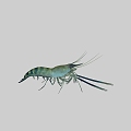 Sea Shrimp Green Shrimp Prawn River Shrimp 3d model